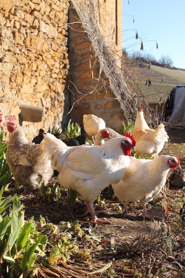 Domaine Des Aloets Bed & Breakfast Moire Dış mekan fotoğraf